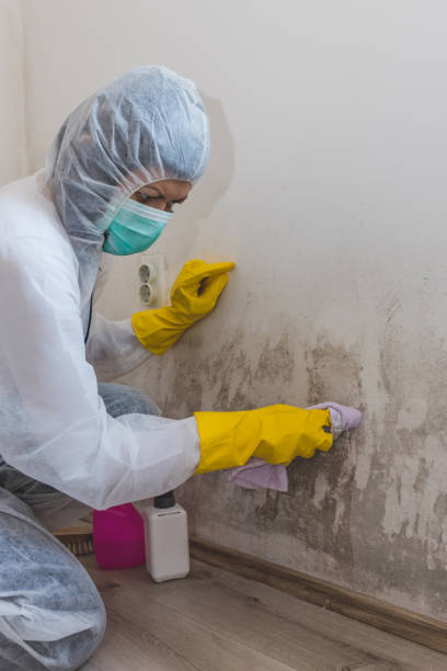 Elwood, KS Mold Removal Company