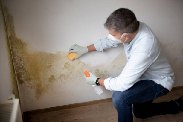 Best Industrial Mold Remediation  in Elwood, KS